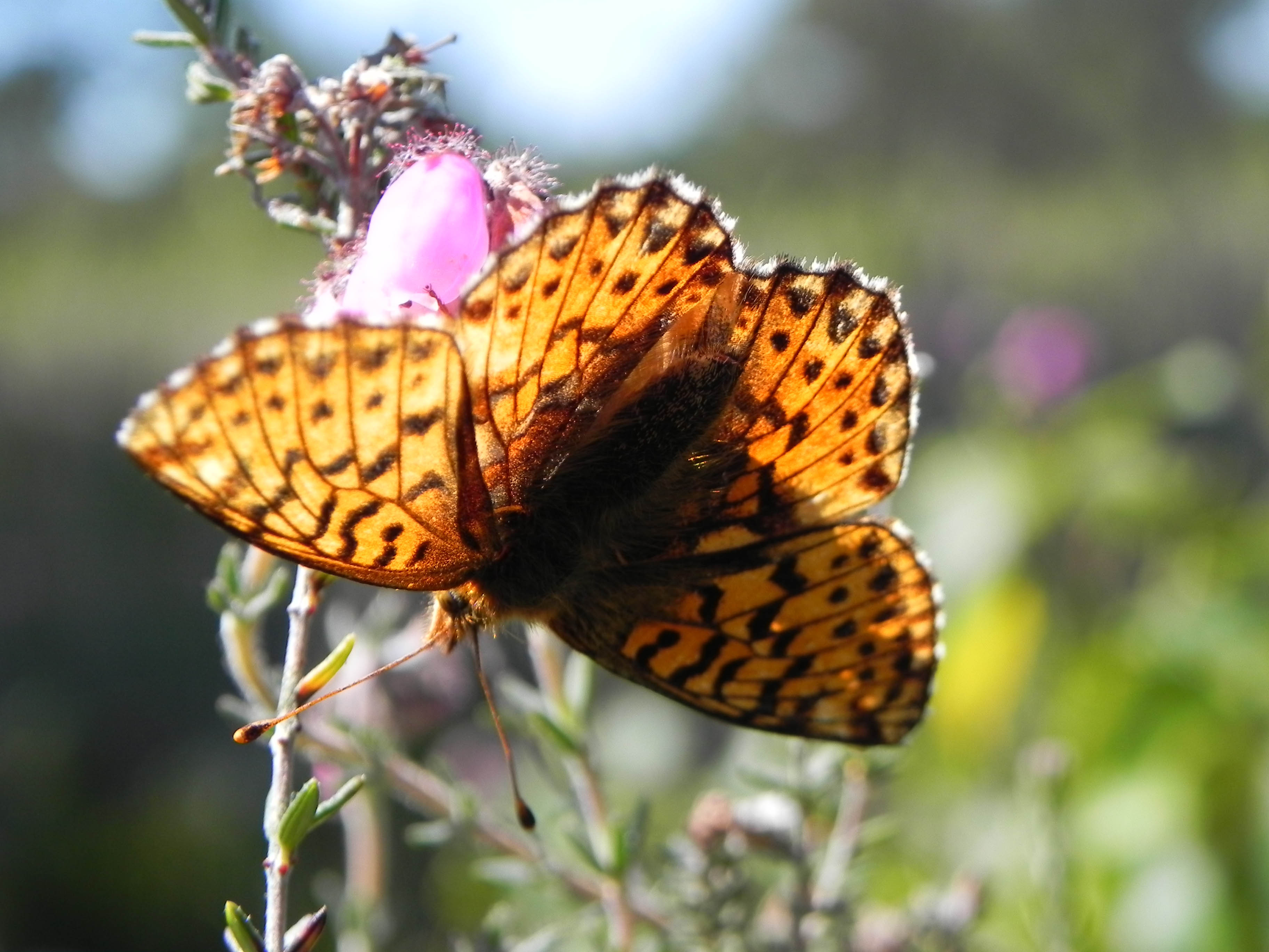 Hochmoor perlmutterfalter
