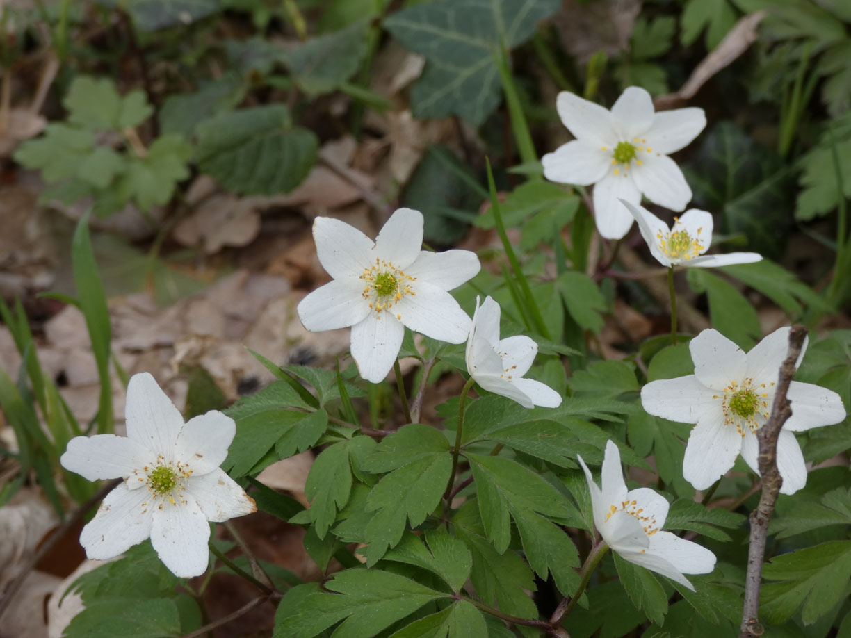 Buschwindröschen - Anemone nemorosa