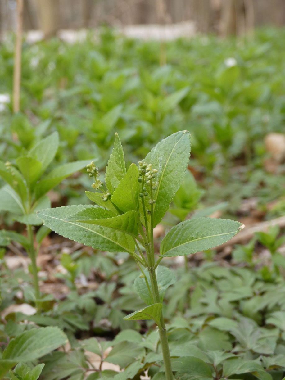 Wald-Bingelkraut - Mercurialis perennis