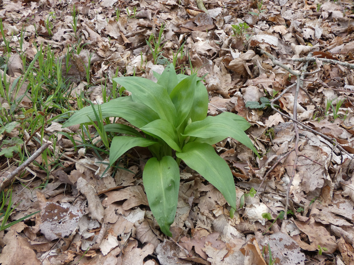 Bärlauch - Allium ursinum