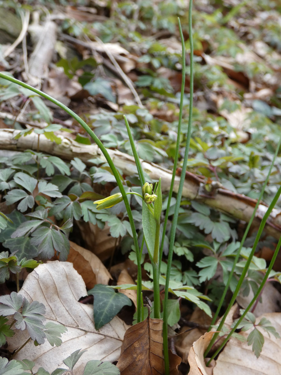 Scheiden-Gelbstern - Gagea spathacea