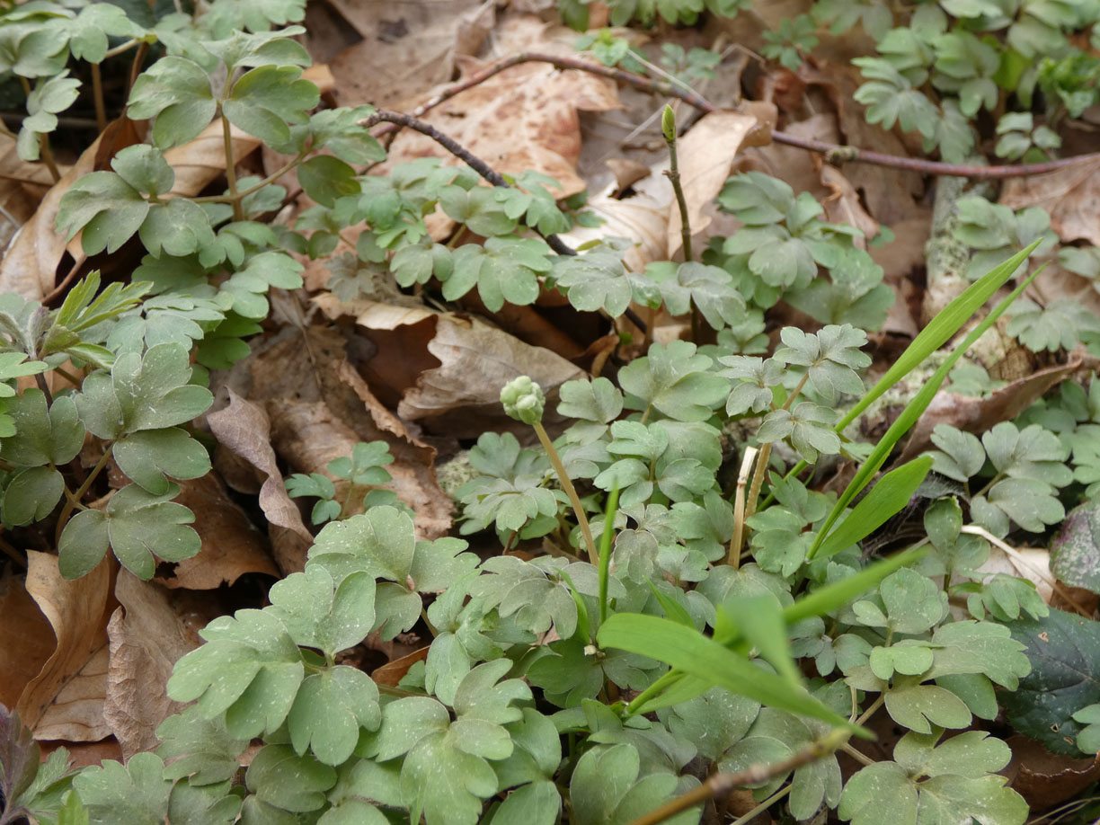 Moschuskraut - Adoxa moschatellina