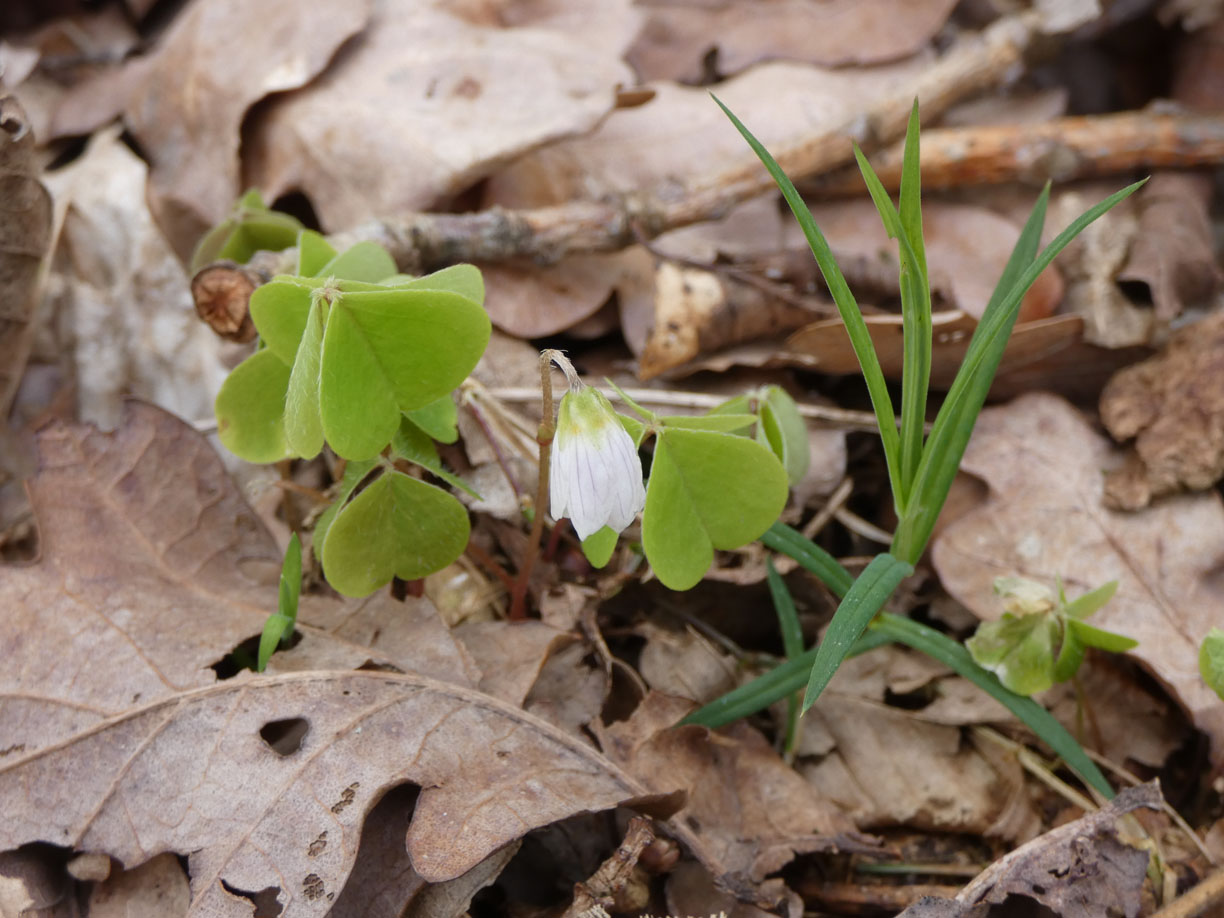 Wald-Sauerklee - Oxalis acetosella