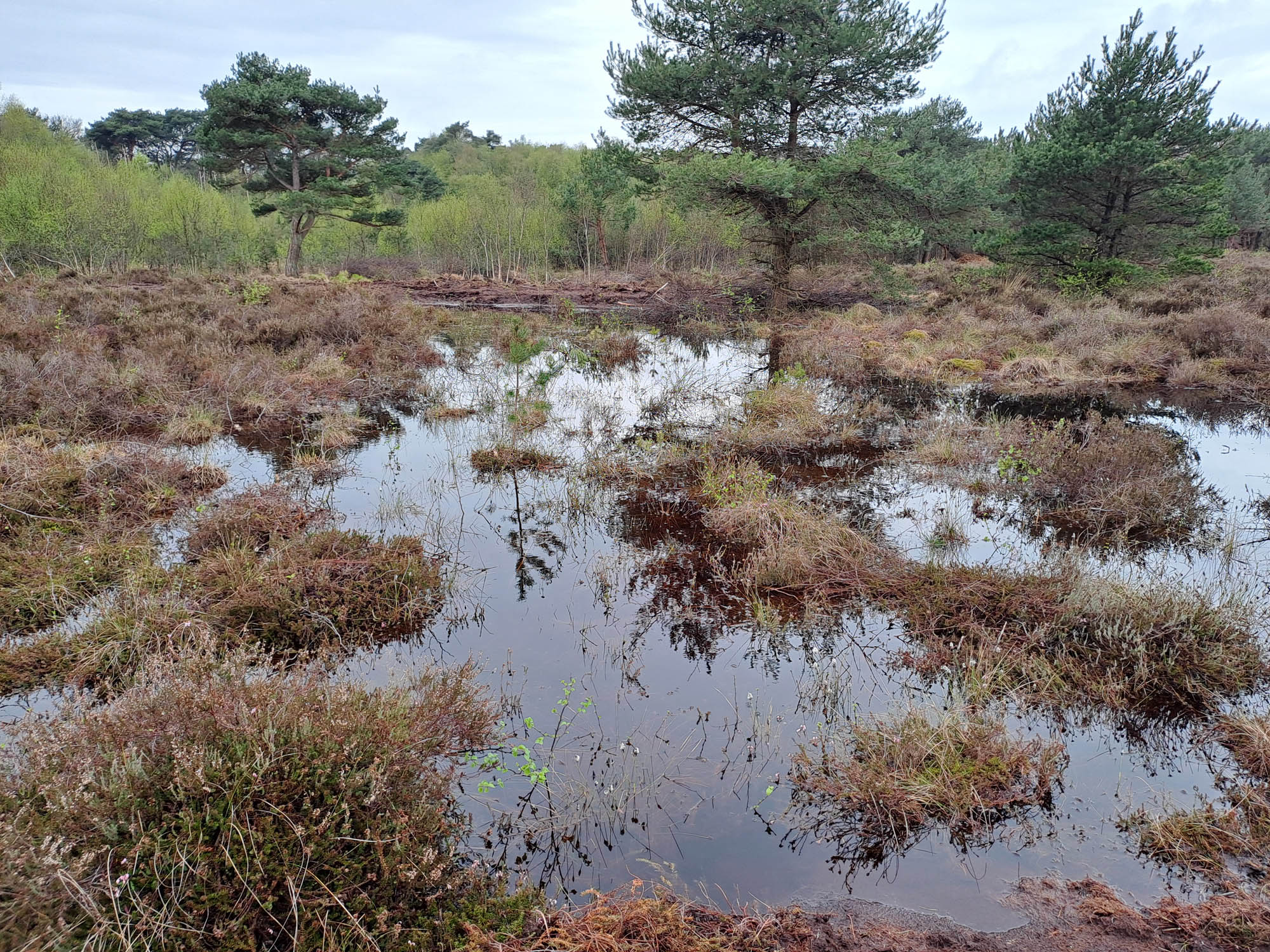 Wanhöden Heide nass