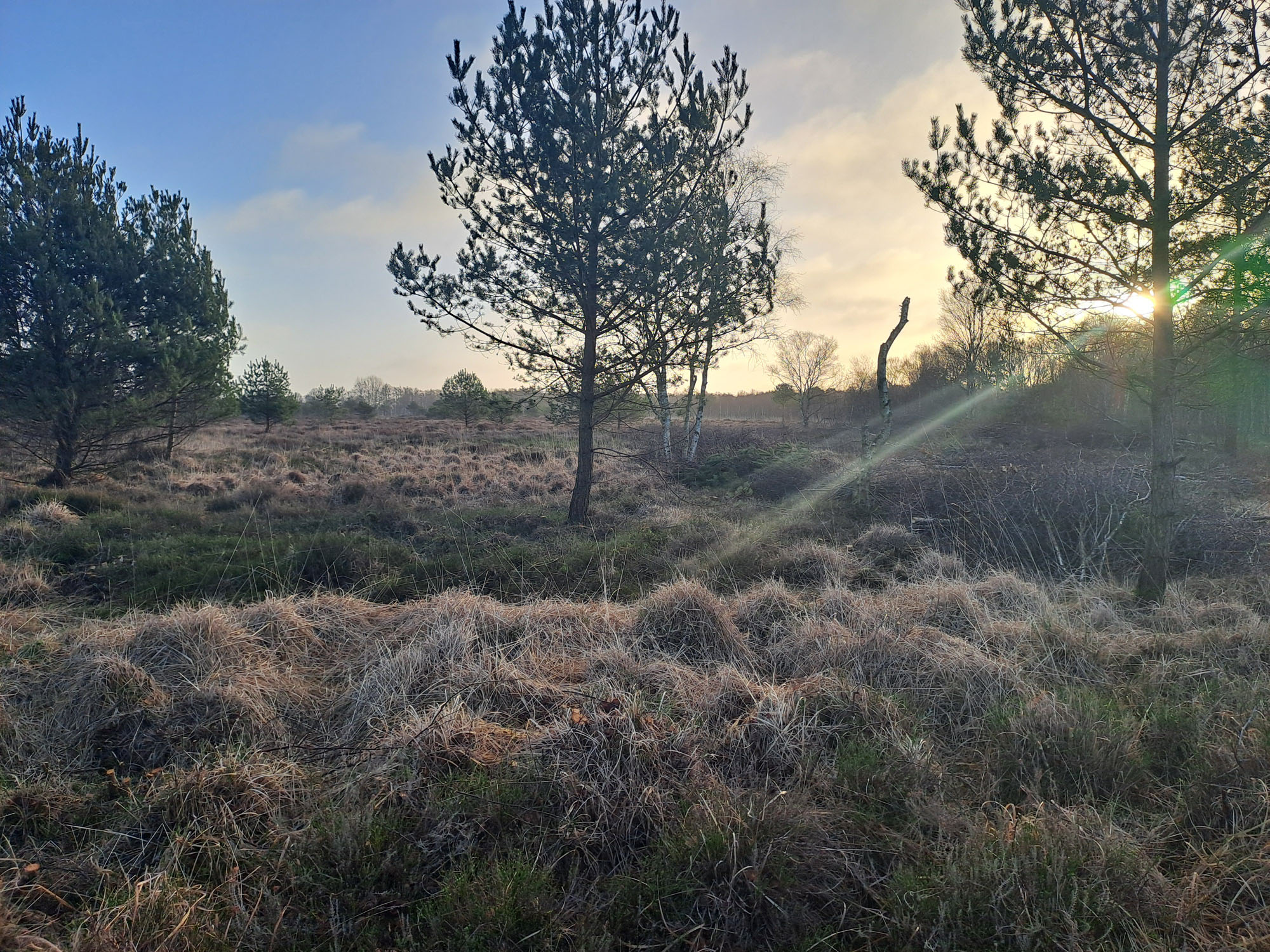 wunderschönes Moorbild