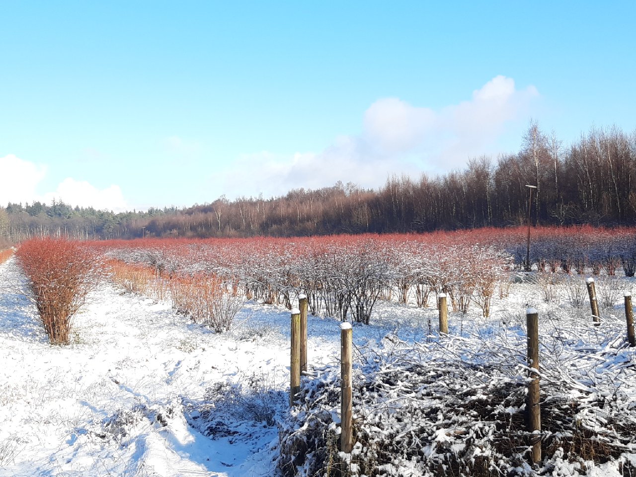 Heidelbeeren