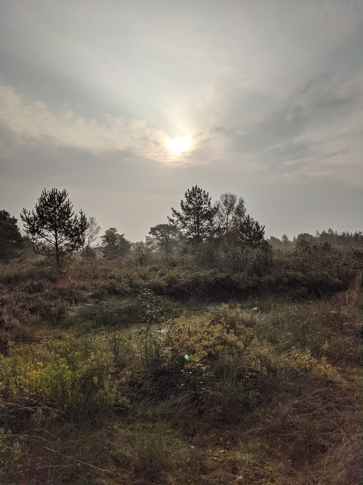 Altweibersommer - Hochnebel im Moor