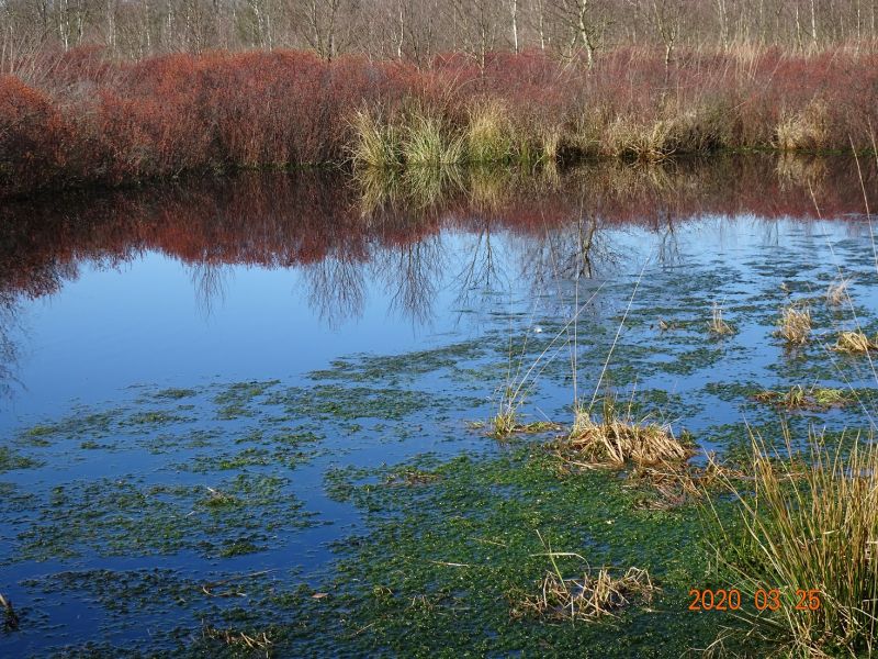 Wiedervernässung