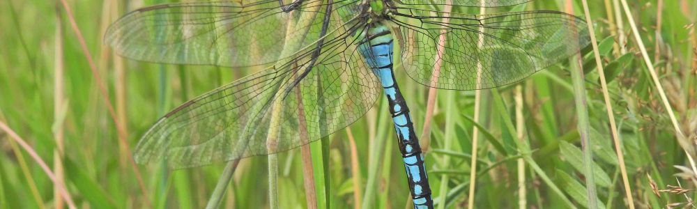 Insektenförderung durch die GAK