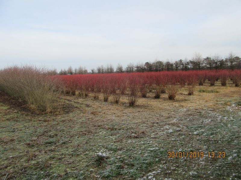 Heidelbeerplantage vor der Rodung