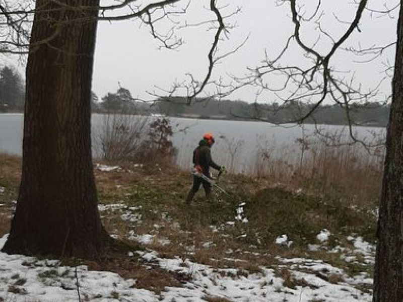 Entkusselung am Wollingster See