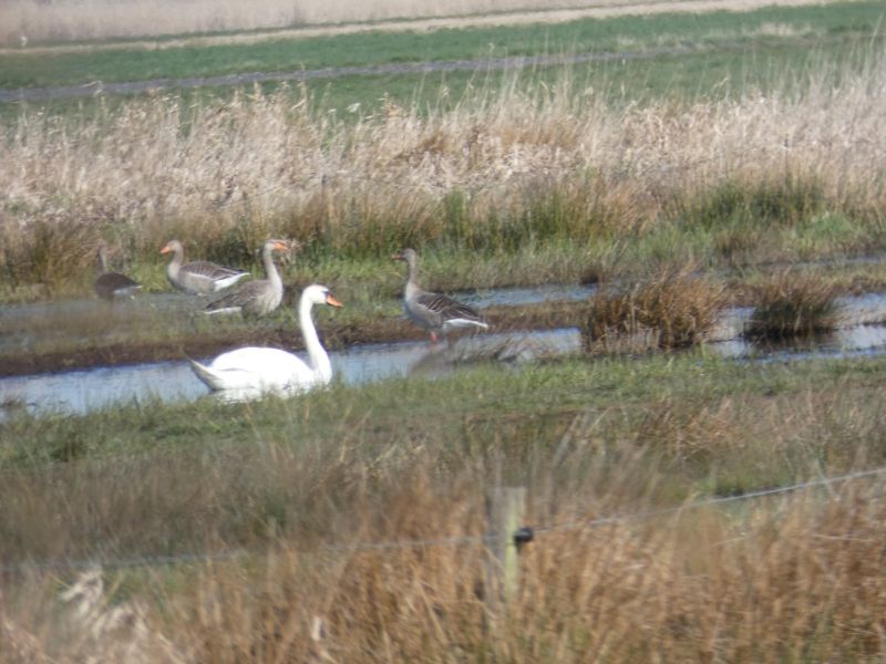 Schwan und Gänse