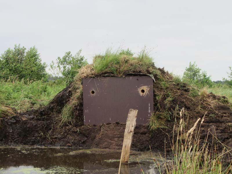 Naturschutzstiftung Cuxhaven Projekte Aktuelle Projekte Eisvogelnisten 06