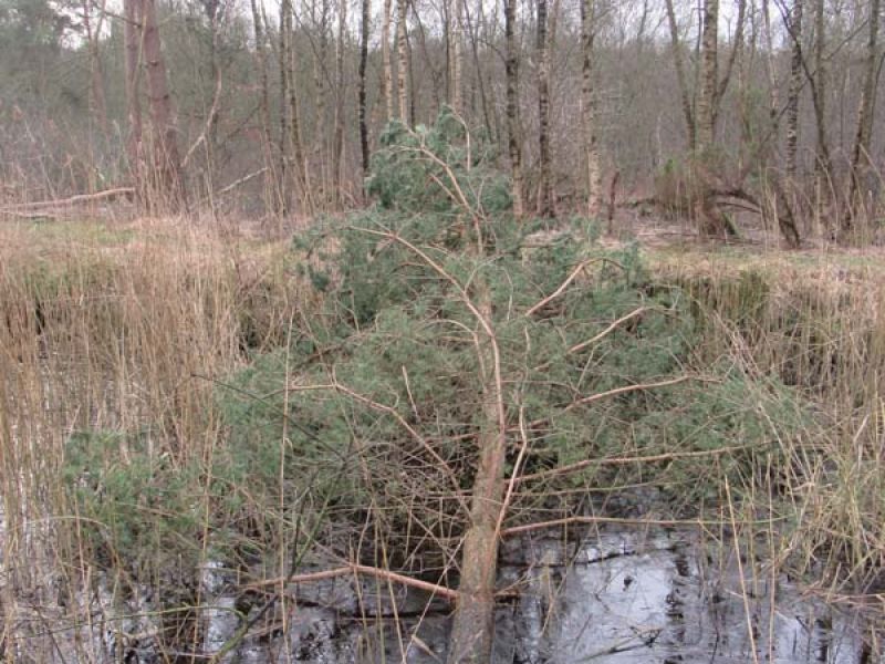 Naturschutzstiftung Cuxhaven Projekte Aktuelle Projekte Kuhl Undd Tiefenmoor 03