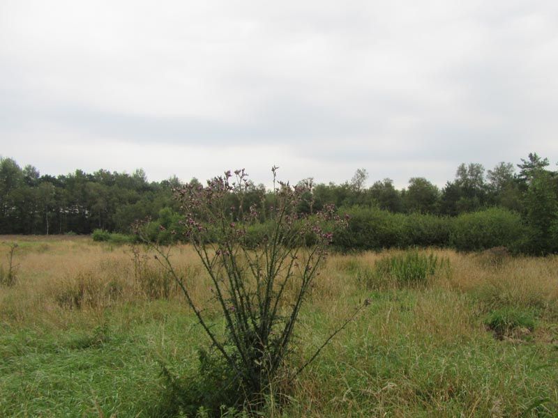 Naturschutzstiftung Cuxhaven Projekte Aktuelle Projekte Kuhl Undd Tiefenmoor 05