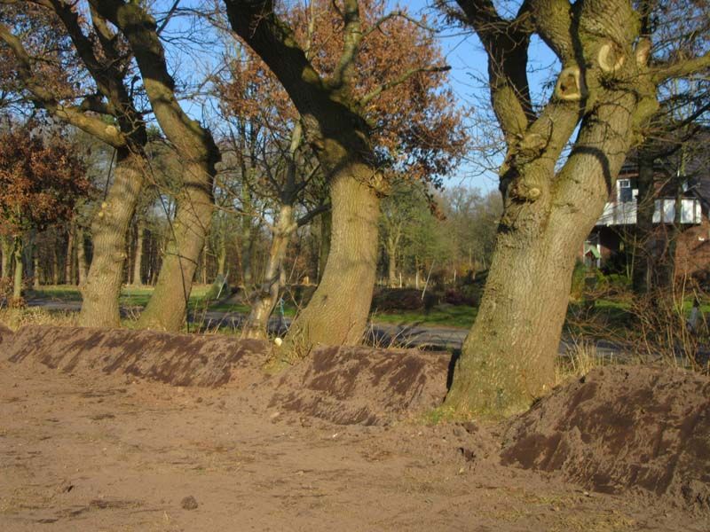 Naturschutzstiftung Cuxhaven Projekte Aktuelle Projekte Wallheckenpflege 01