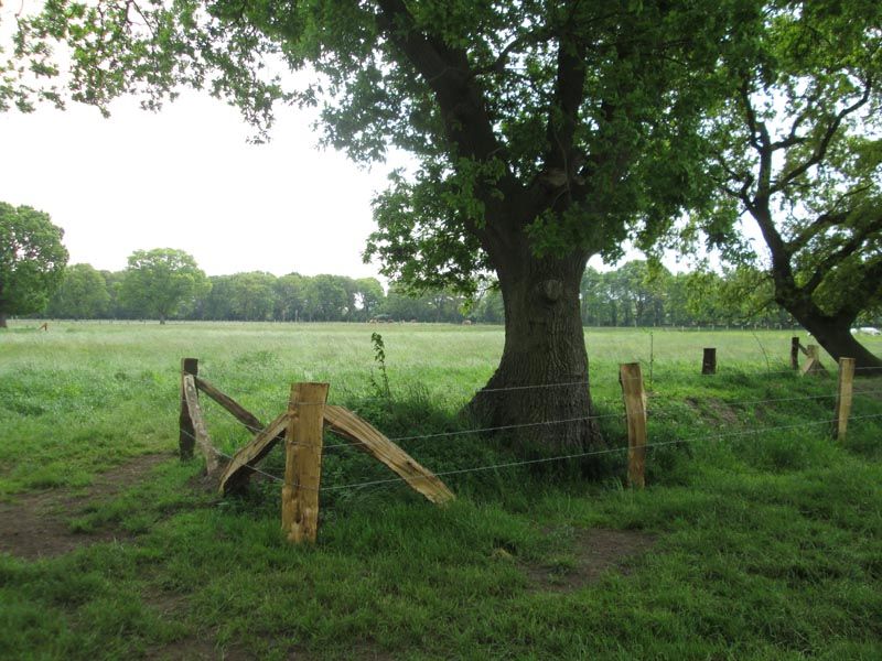 Naturschutzstiftung Cuxhaven Projekte Aktuelle Projekte Wallheckenpflege 06