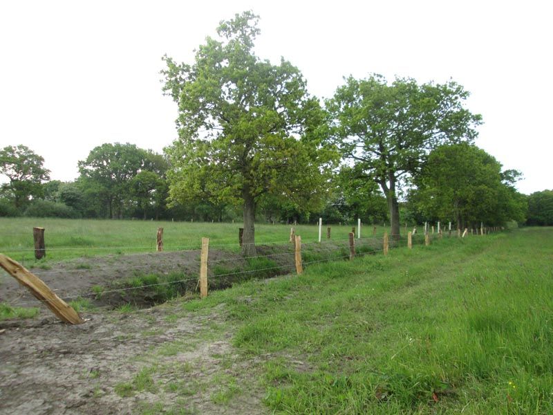 Naturschutzstiftung Cuxhaven Projekte Aktuelle Projekte Wallheckenpflege 07