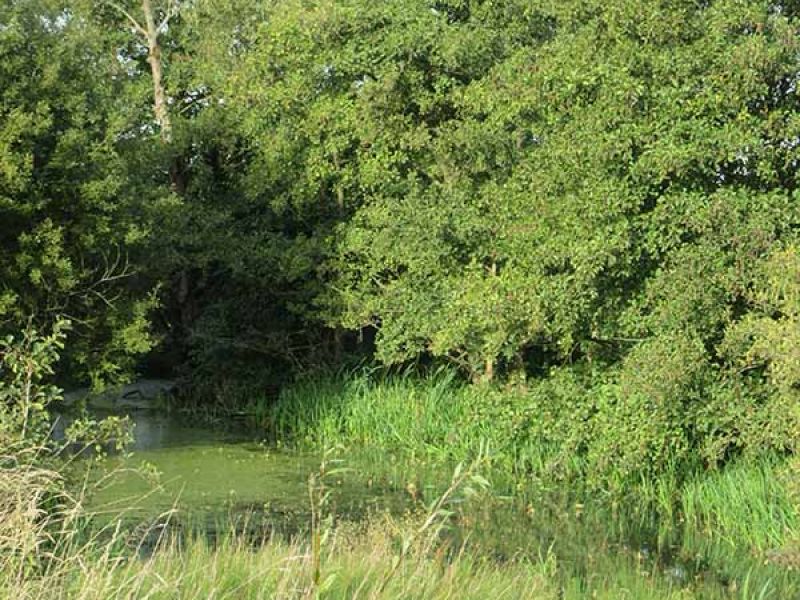 Naturschutzstiftung Cuxhaven Projekte Aktuelle Projekte Wassermuehle Deelbruegge 2018 05