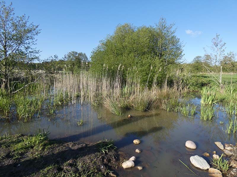 Naturschutzstiftung Cuxhaven Projekte Aktuelle Projekte Wassermuehle Deelbruegge 2019 17