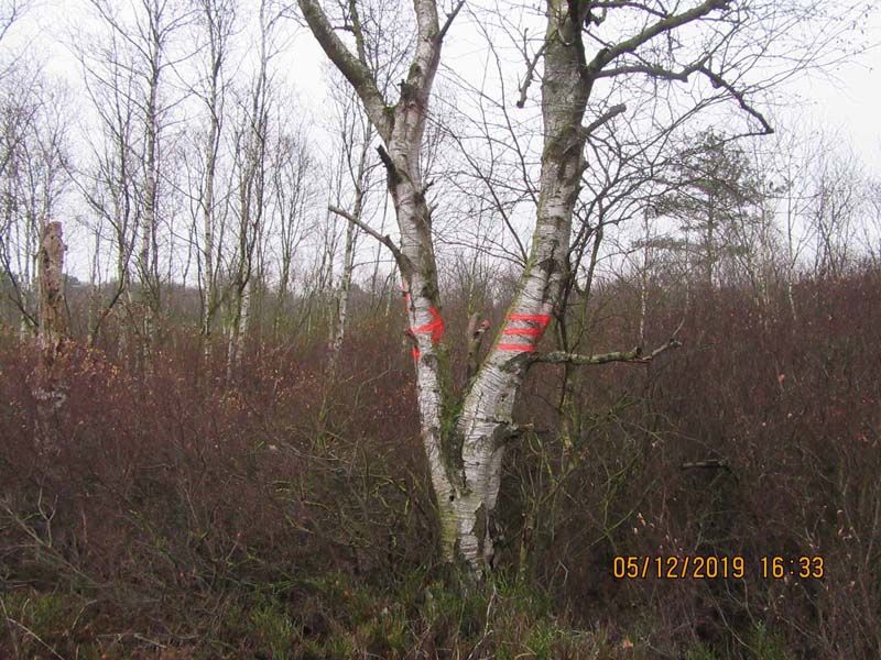 Naturschutzstiftung Cuxhaven Projekte Klimamoor Massnahmenvorbereitung 2019 02