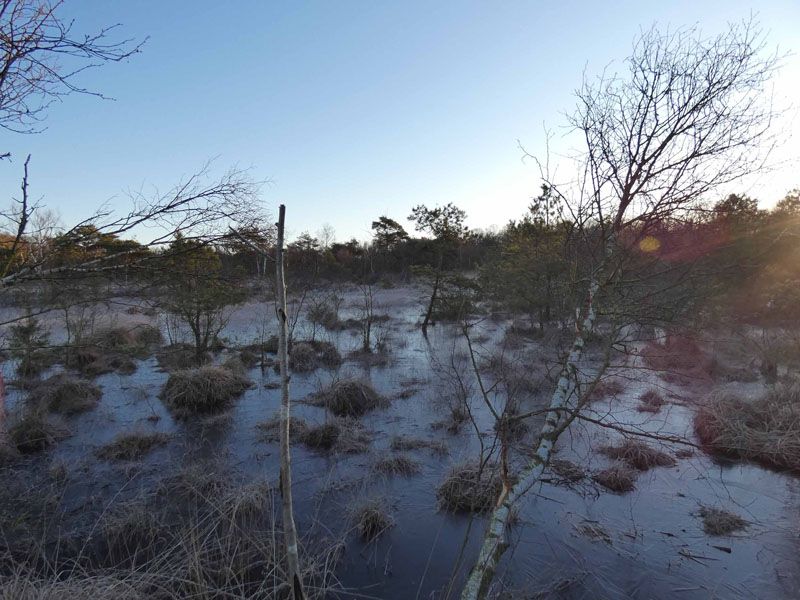 Naturschutzstiftung Cuxhaven Projekte Klimamoor Nach Bauphase I 01 2020 01