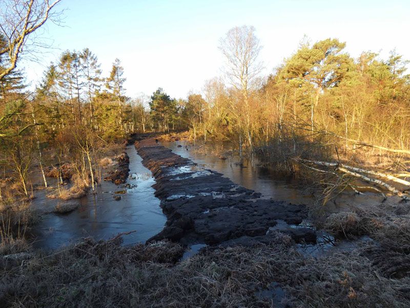 Naturschutzstiftung Cuxhaven Projekte Klimamoor Nach Bauphase I 01 2020 05