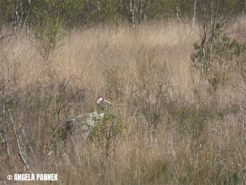 Naturschutzstiftung Cuxhaven Projekte Langenmoor 05