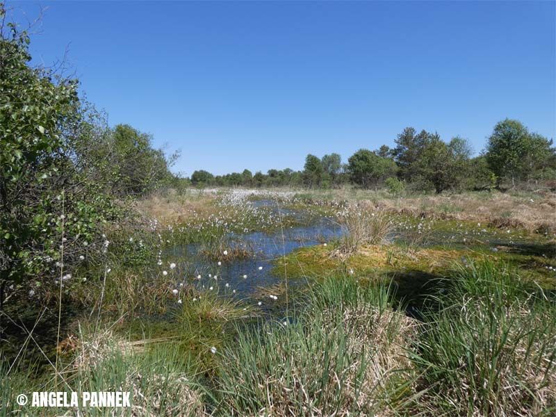 Naturschutzstiftung Cuxhaven Projekte Langenmoor 06