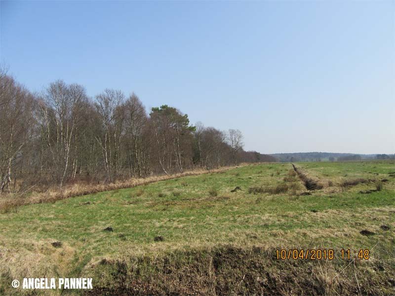 Naturschutzstiftung Cuxhaven Projekte Langenmoor 08