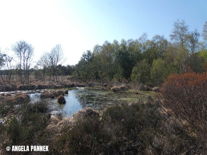 Naturschutzstiftung Cuxhaven Projekte Langenmoor 09