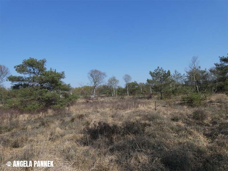 Naturschutzstiftung Cuxhaven Projekte Langenmoor 10