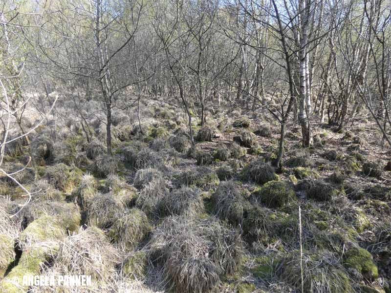 Naturschutzstiftung Cuxhaven Projekte Langenmoor 11