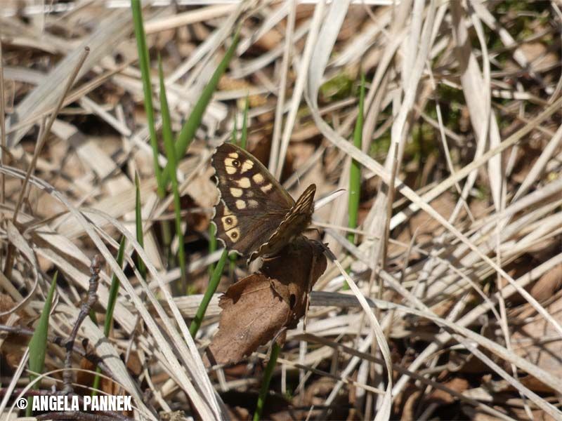 Naturschutzstiftung Cuxhaven Projekte Langenmoor 13