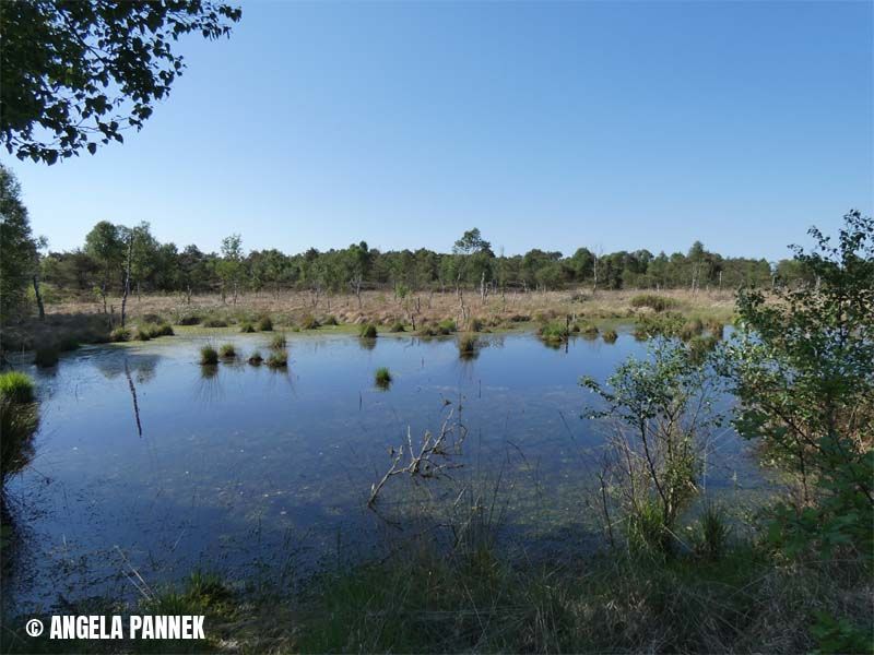 Naturschutzstiftung Cuxhaven Projekte Langenmoor 14