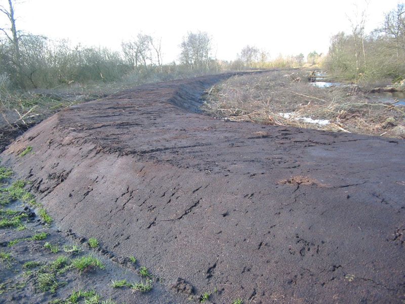 Naturschutzstiftung Cuxhaven Projekte Obere Emmelke Niederung 2008 01