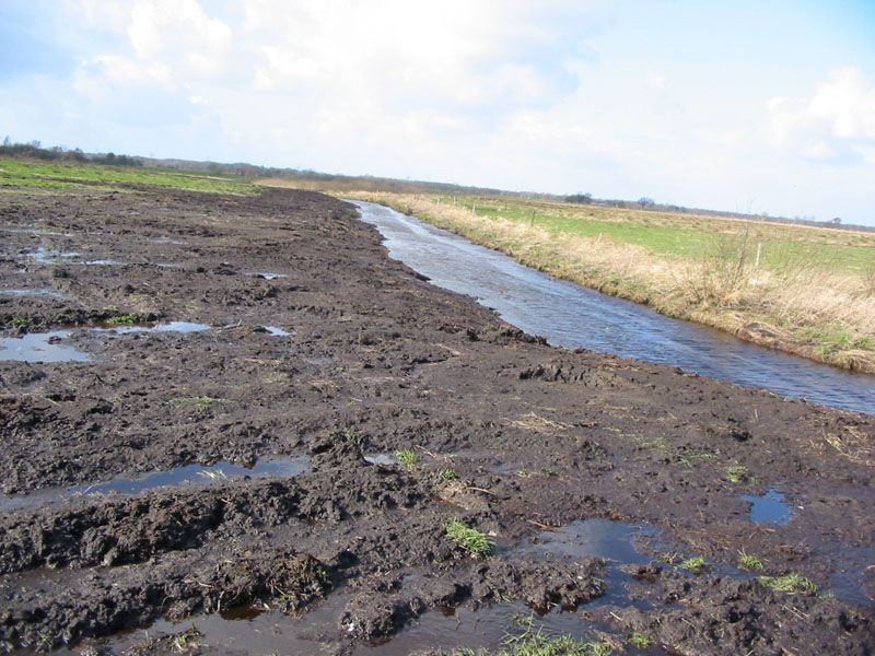 Naturschutzstiftung Cuxhaven Projekte Obere Emmelke Niederung 2008 02