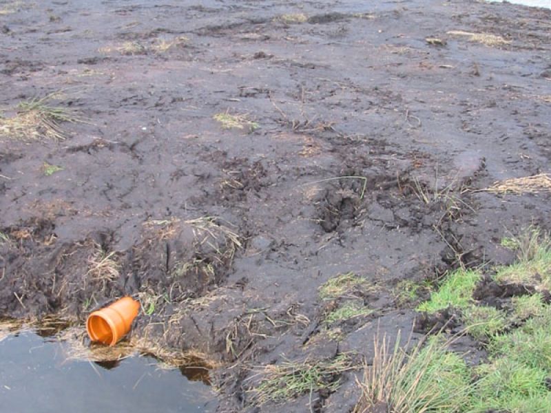 Naturschutzstiftung Cuxhaven Projekte Obere Emmelke Niederung 2008 03