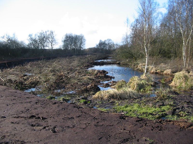 Naturschutzstiftung Cuxhaven Projekte Obere Emmelke Niederung 2008 05