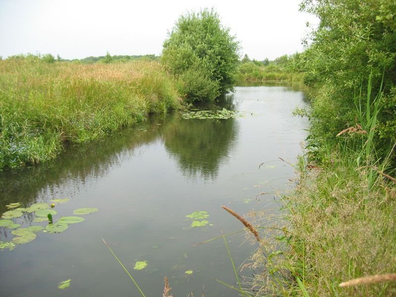 Naturschutzstiftung Cuxhaven Projekte Obere Emmelke Niederung 2009 01