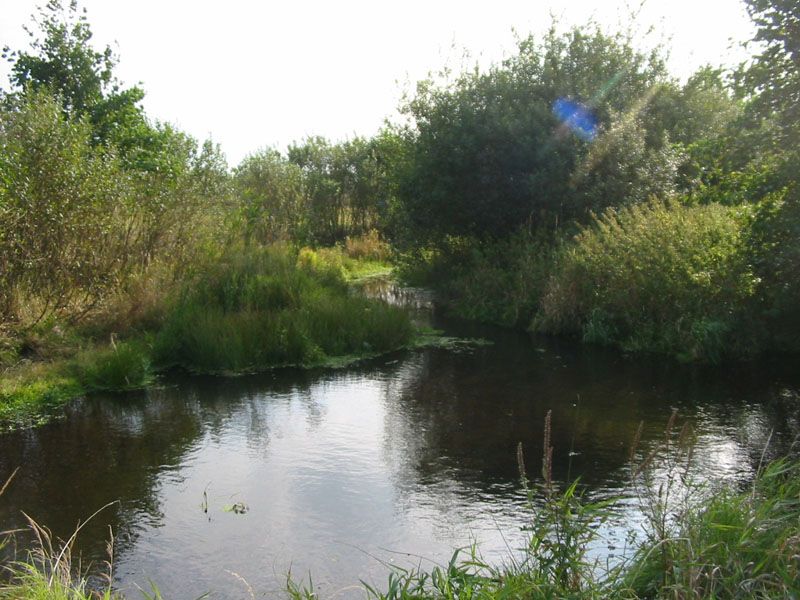 Naturschutzstiftung Cuxhaven Projekte Obere Emmelke Niederung 2009 02