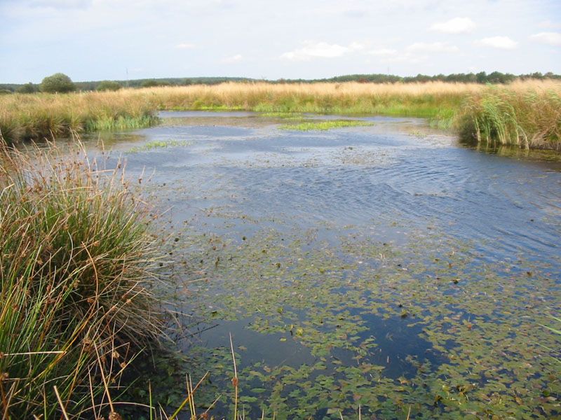 Naturschutzstiftung Cuxhaven Projekte Obere Emmelke Niederung 2009 03