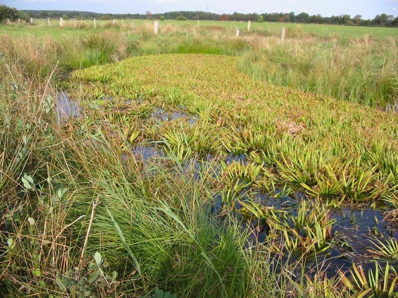 Naturschutzstiftung Cuxhaven Projekte Obere Emmelke Niederung 2009 04