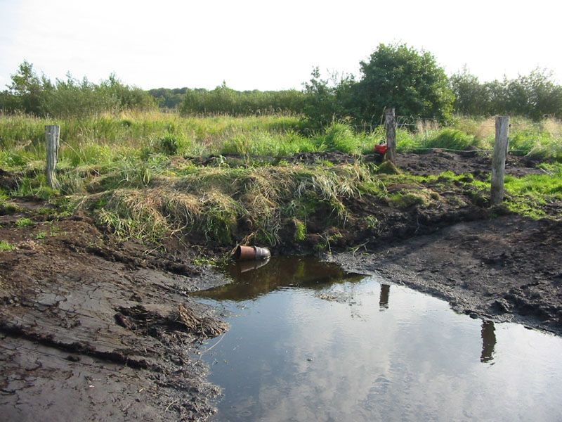 Naturschutzstiftung Cuxhaven Projekte Obere Emmelke Niederung 2009 05