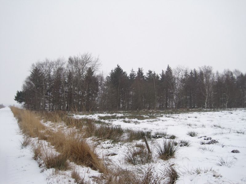 Naturschutzstiftung Cuxhaven Projekte Obere Emmelke Niederung 2009 06