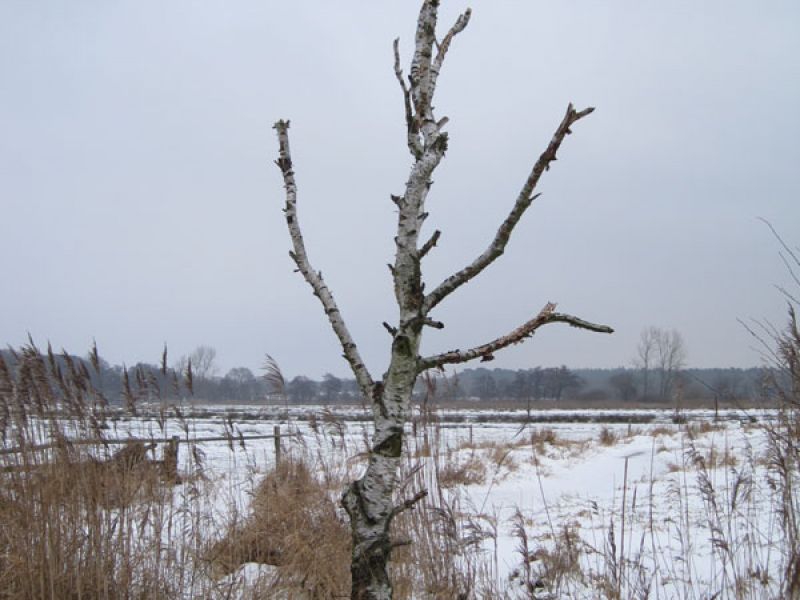 Naturschutzstiftung Cuxhaven Projekte Obere Emmelke Niederung 2009 07