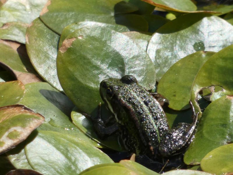 Naturschutzstiftung Cuxhaven Projekte Obere Emmelke Niederung 2018 03