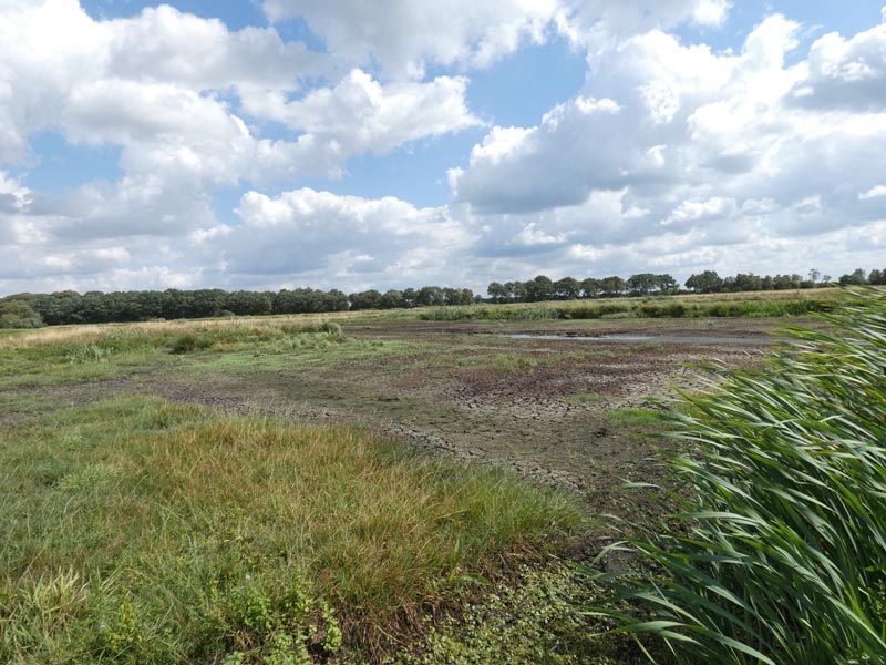 Naturschutzstiftung Cuxhaven Projekte Obere Emmelke Niederung 2018 05