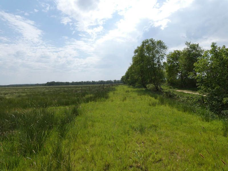 Naturschutzstiftung Cuxhaven Projekte Projektgebiete Ahlenmoor Entwicklung Bis 2019 04