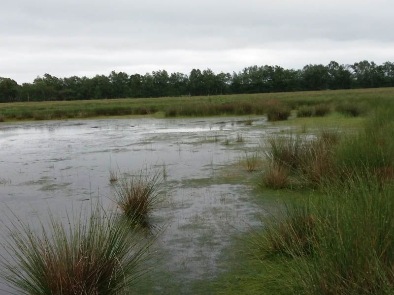 Naturschutzstiftung Cuxhaven Projekte Projektgebiete Ahlenmoor Entwicklung Bis 2019 06